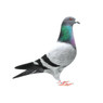 Gold Winner × Giacomo Homer Pigeons, Pedigreed