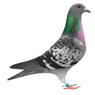 Champion's Gold Hen X Road to Riches Homer Pigeons