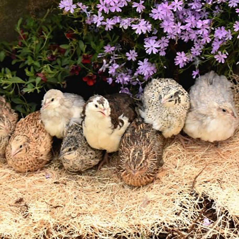 Standard Japanese Coturnix Quail Chicks, Not Sexed Strombergs Chicks & Game Birds