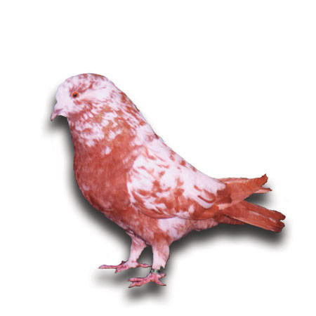 White King Utility Pigeons Stromberg's Chickens