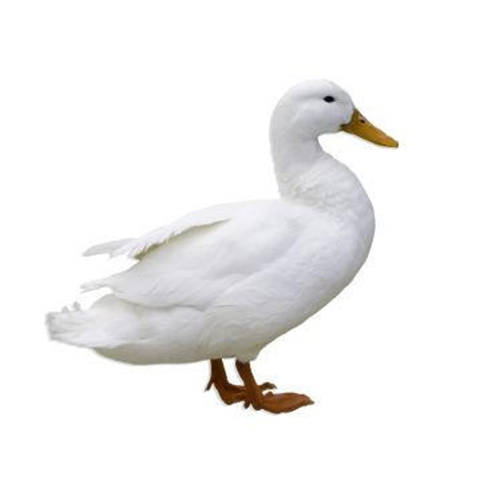 White Pekin Duck Eggs Strombergs Chicks & Game Birds