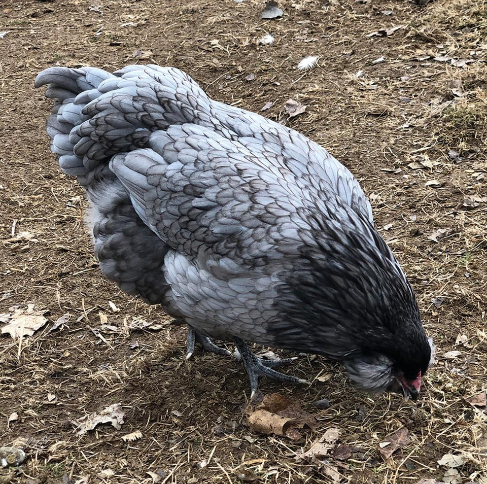 Blue Ameraucana Chicks Strombergs Chicks & Game Birds