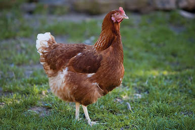 Live Cinnamon Queen Chicks Stromberg's Chickens