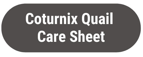 Coturnic Quail Care Sheet