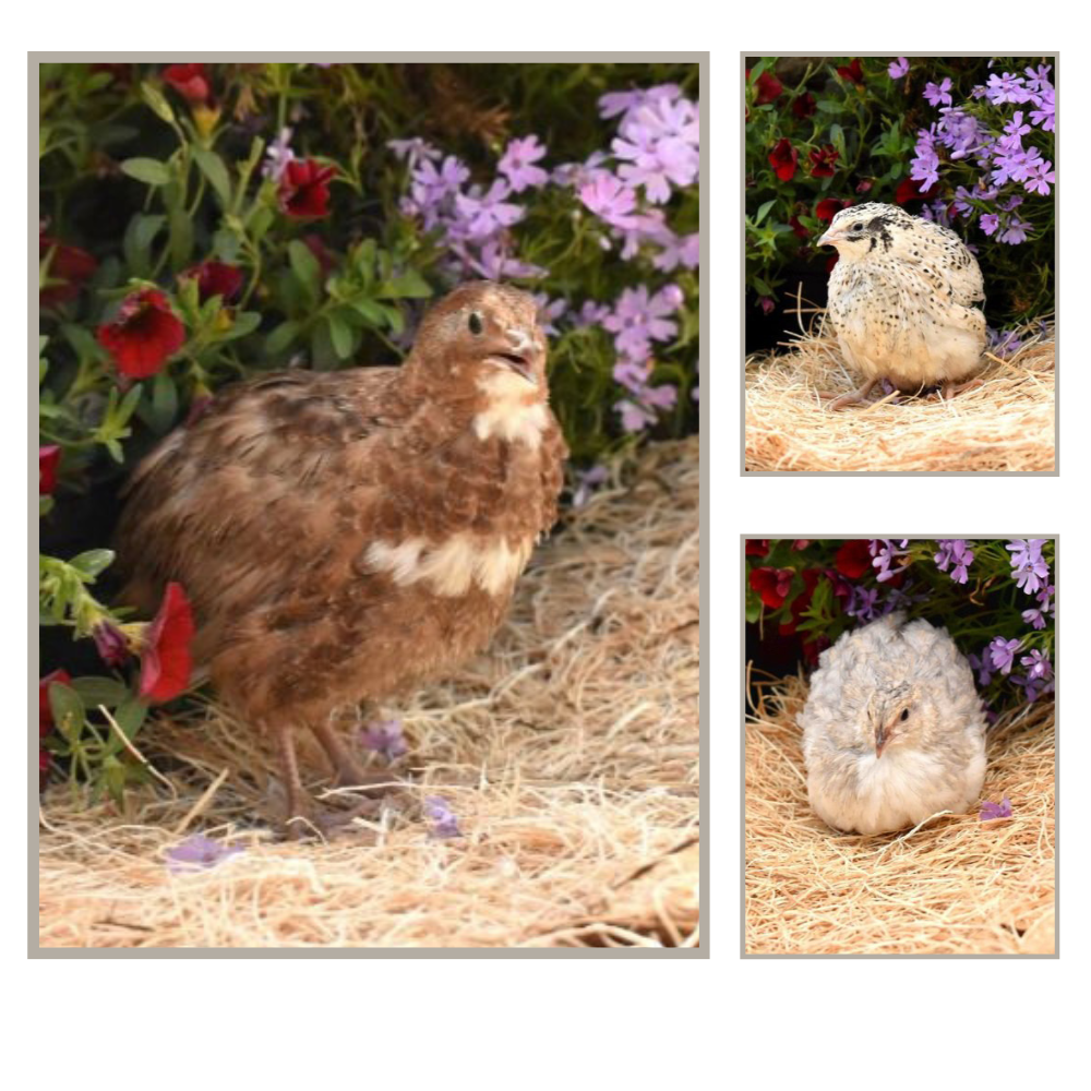 Coturnix Quail Care Sheet