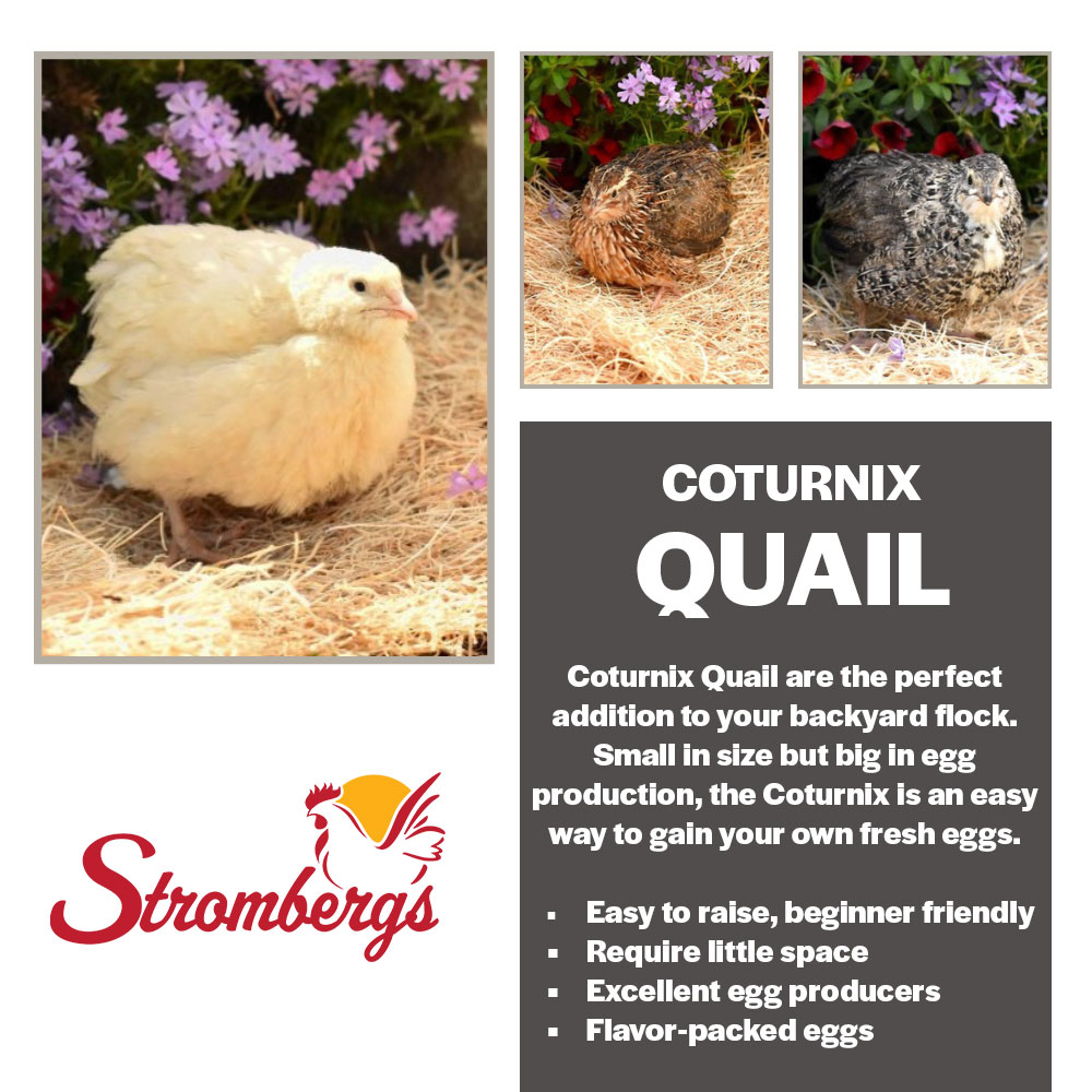 Coturnix Quail from Stromberg's are an easy to raise, egg laying bird.