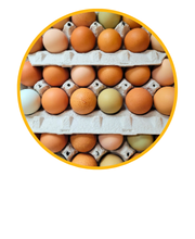 With over 80 years of poultry experience, we’re confident we have the right cardboard egg boxes, plastic egg trays, and flat egg cartons for your egg storage and transportation needs.