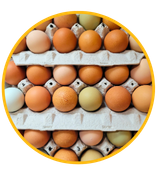 With over 80 years of poultry experience, we’re confident we have the right cardboard egg boxes, plastic egg trays, and flat egg cartons for your egg storage and transportation needs.