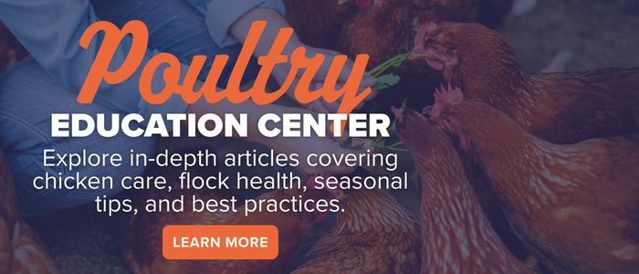 Explore in-depth articles covering chicken care, flock health, seasonal tips and best practices in Stromberg's Poultry Education Center.