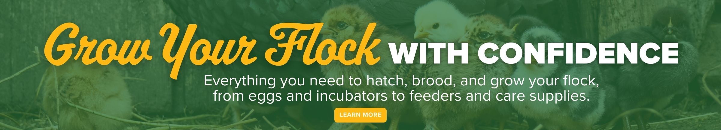 Stromberg's has everything you need to hatch, brood, and grow your flock! 