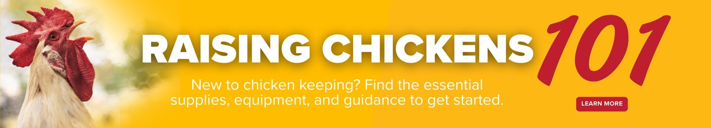 New to chicken keeping? Find the essential supplies, equipment, and guidance to get started with Stromberg's! 