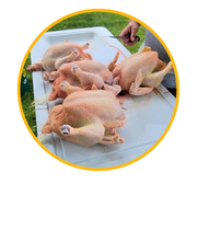 Make poultry processing safer and more efficient with Stromberg’s full line of chicken processing equipment. We provide the right poultry meat processing equipment to get the job done humanely and to industry standards.