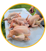 Make poultry processing safer and more efficient with Stromberg’s full line of chicken processing equipment. We provide the right poultry meat processing equipment to get the job done humanely and to industry standards.