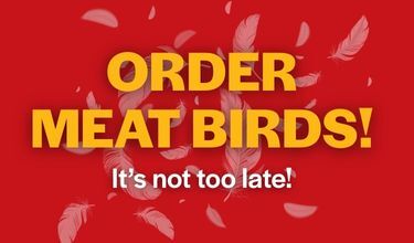 Order Meat Birds Today!