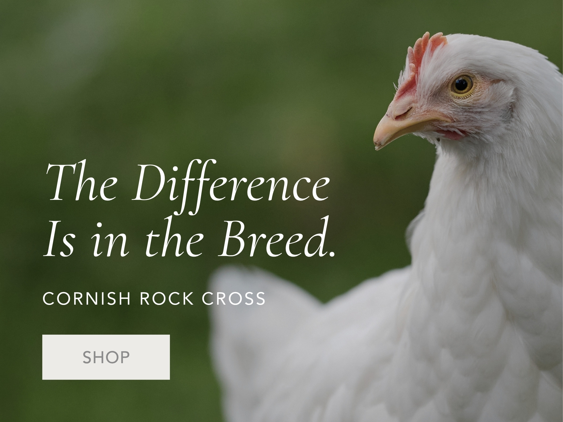 Shop Meat Birds