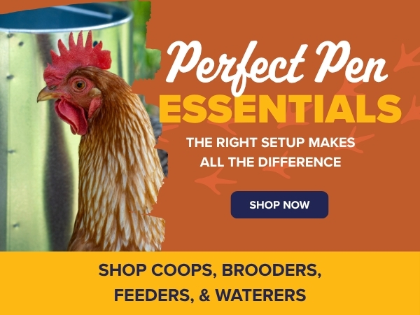 Perfect Pen Essentials