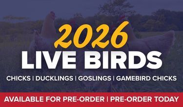Pre-Order Live Birds