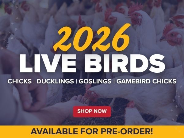 Pre-Order Live Birds Today