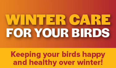Prep Your Coop  for Winter 