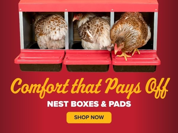 Comfort That Pays Off - Egg Gathering and Selling