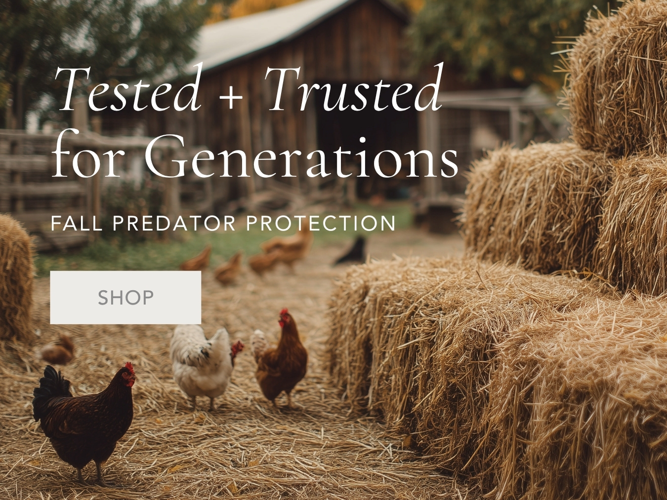 コロンビエ フェーヴ 鳩と卵 MOE Hatching Eggs for Sale | Strombergs Chicks & Game Birds