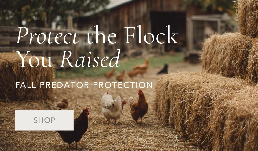 Shop Predator Protection