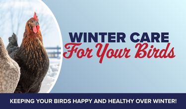 Winter Care for Your Birds