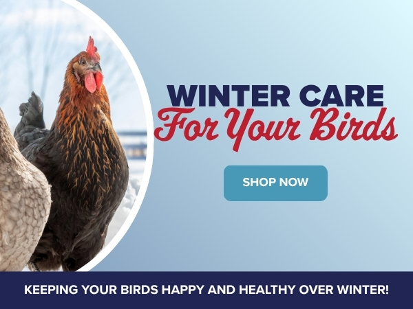 Winter Care For Your Birds