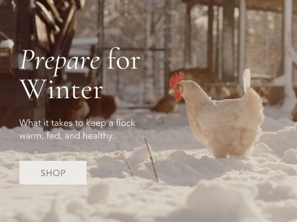 Prepare Your Flock for Winter