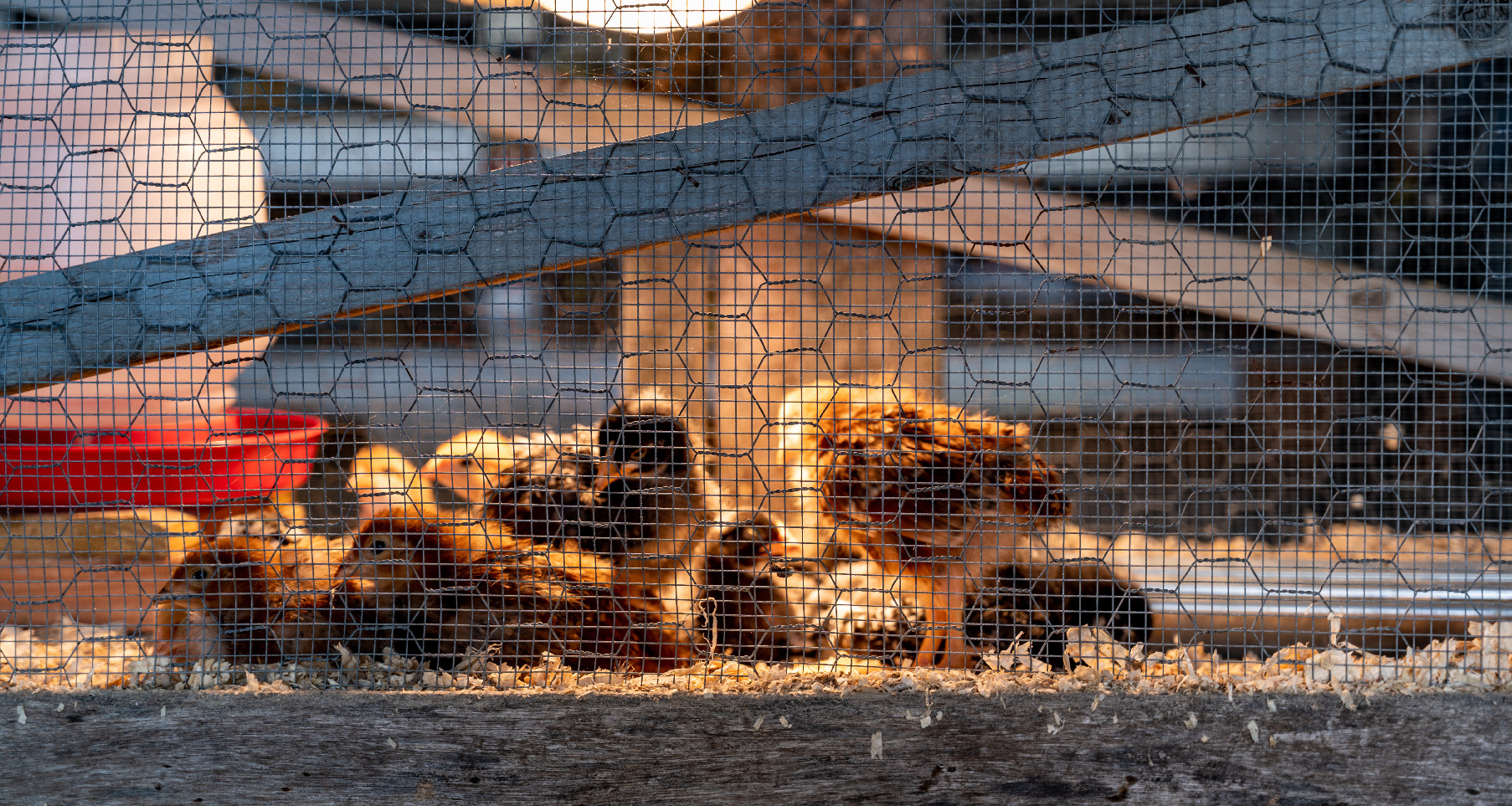 Baby Chickens Small Thermometer, Brooder Equipment