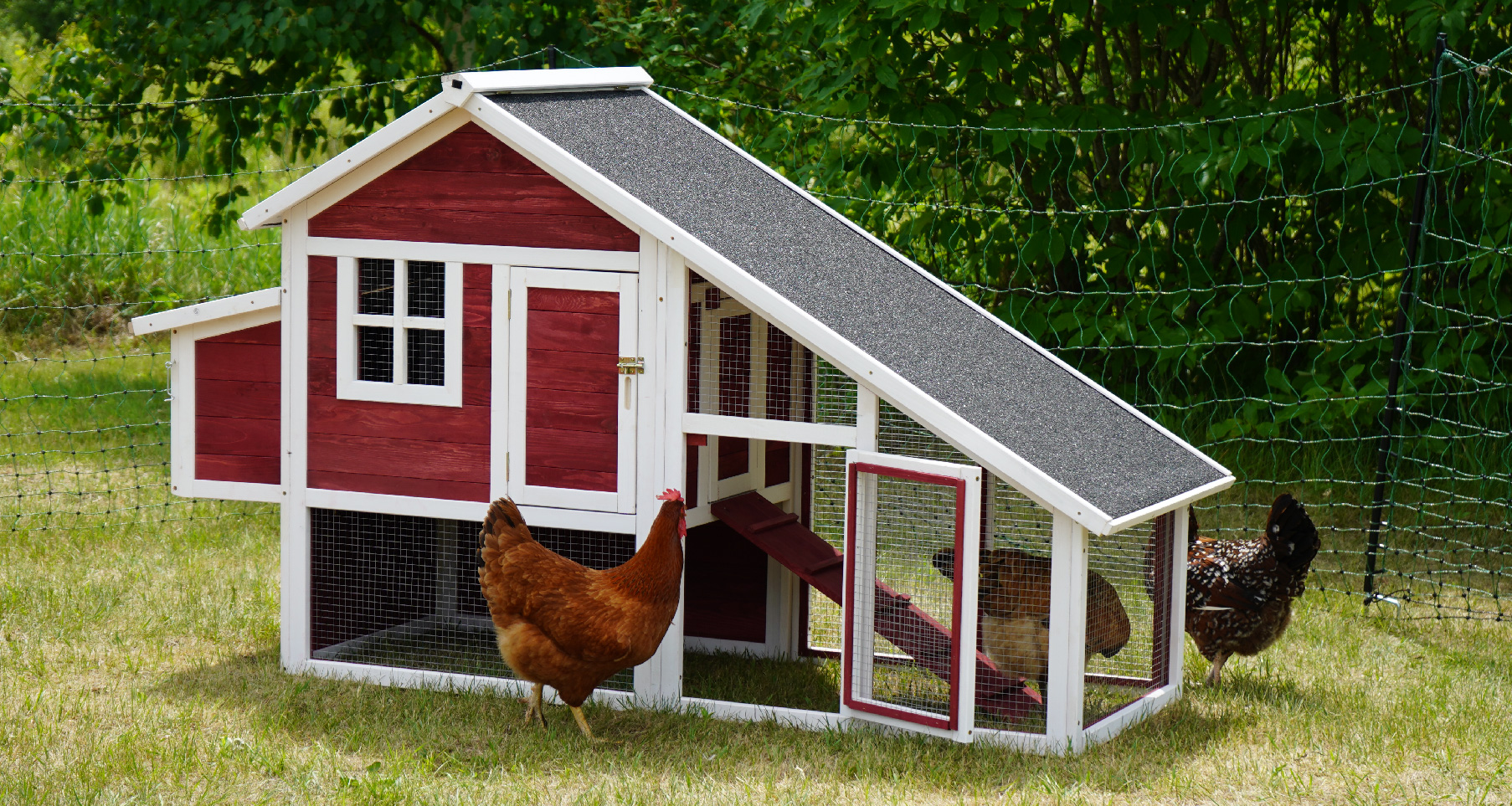 Chicken Coop Supplies Stromberg's Chickens