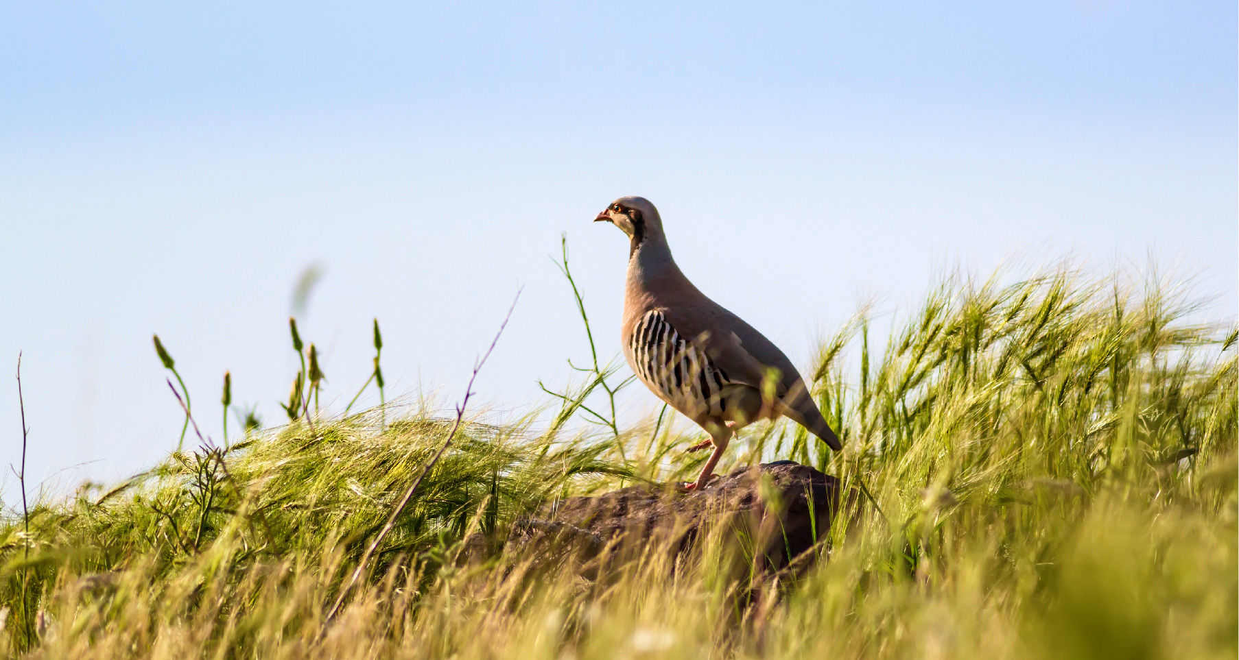 Chukar Eggs Strombergs Chicks & Game Birds