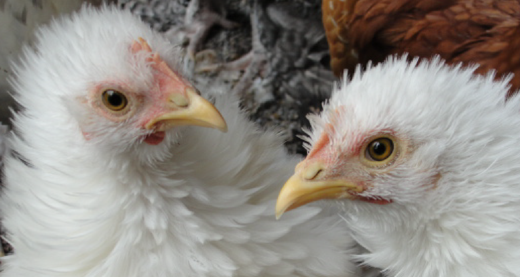 Poultry Scalders Stromberg's