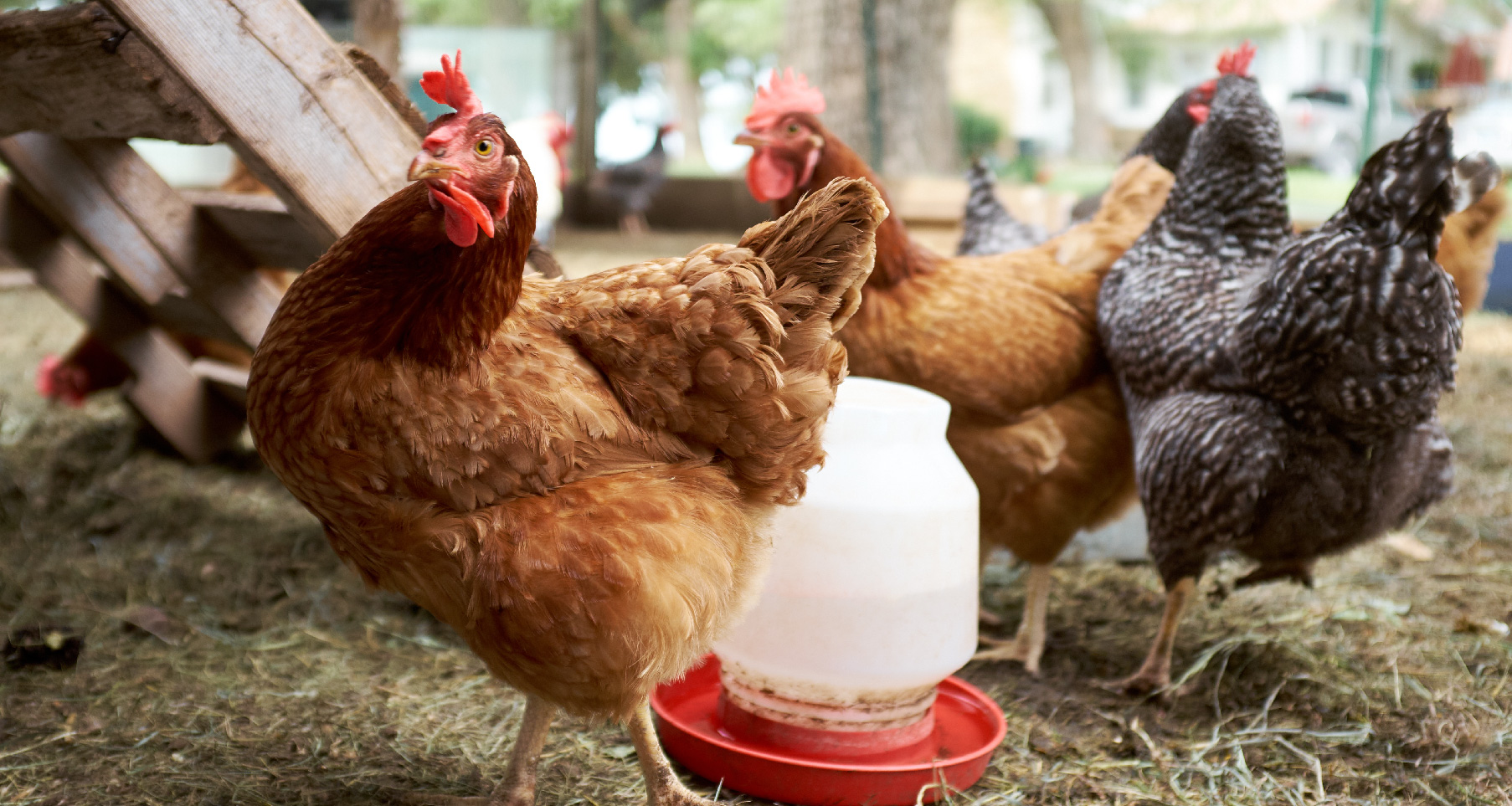 Chicken Pens Stromberg’s Chickens