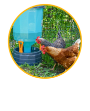 At Stromberg’s, we carry a wide range of chicken waterers to make poultry watering simple