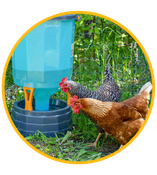 At Stromberg’s, we carry a wide range of chicken waterers to make poultry watering simple