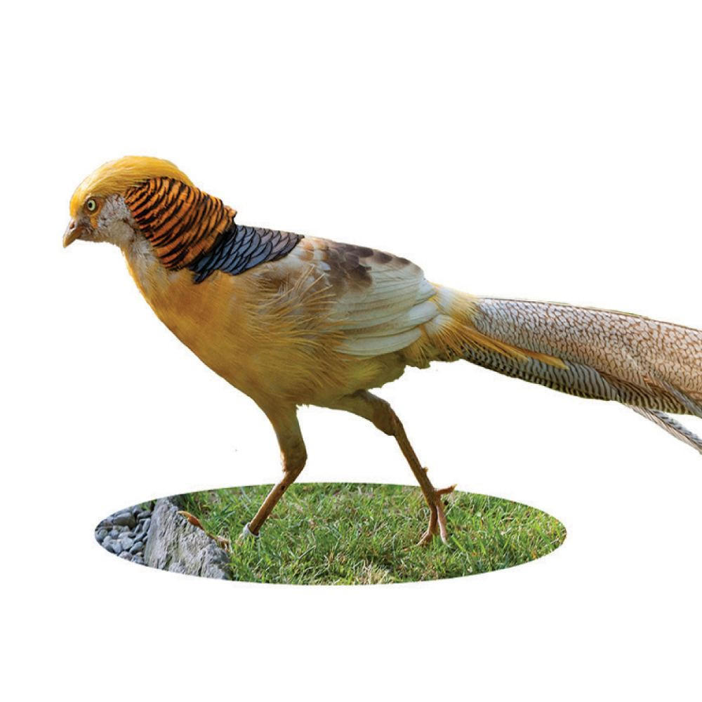 golden pheasant pictures