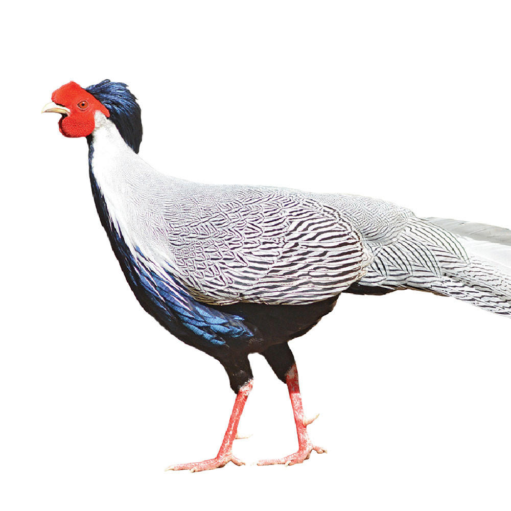 Silver Pheasants