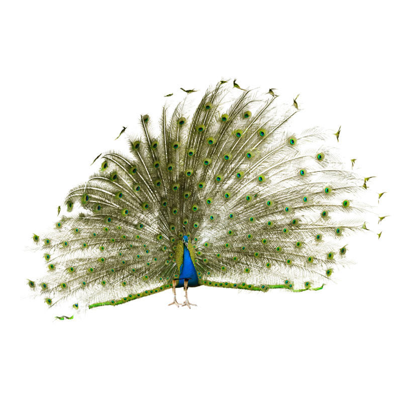 Blue India Peafowl