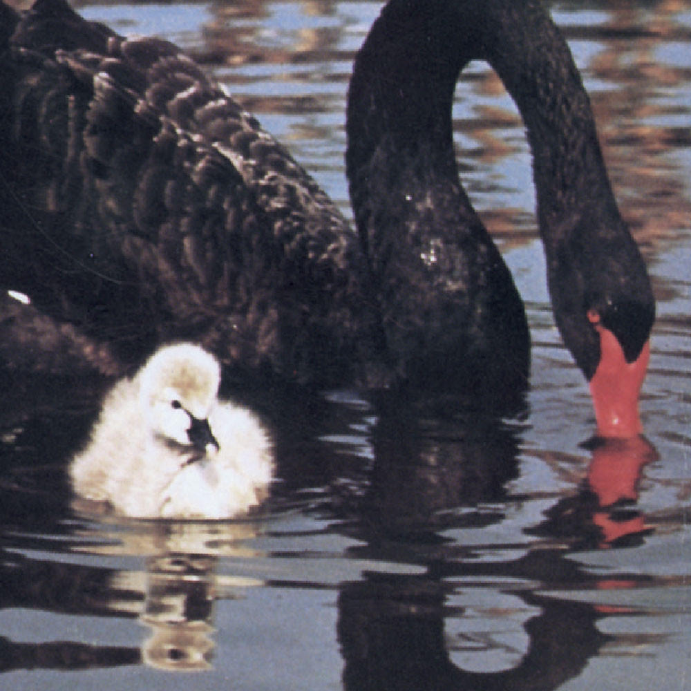Black Australian Swans