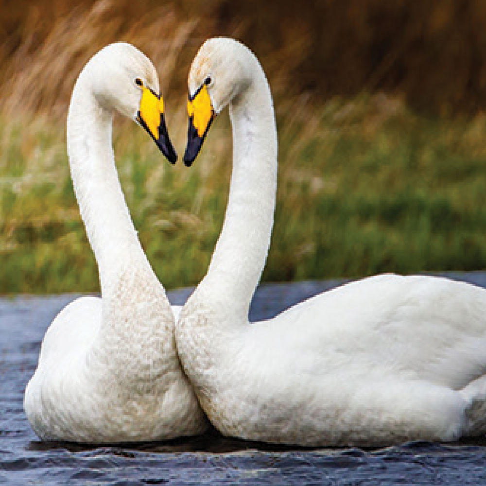 Whooper Swans