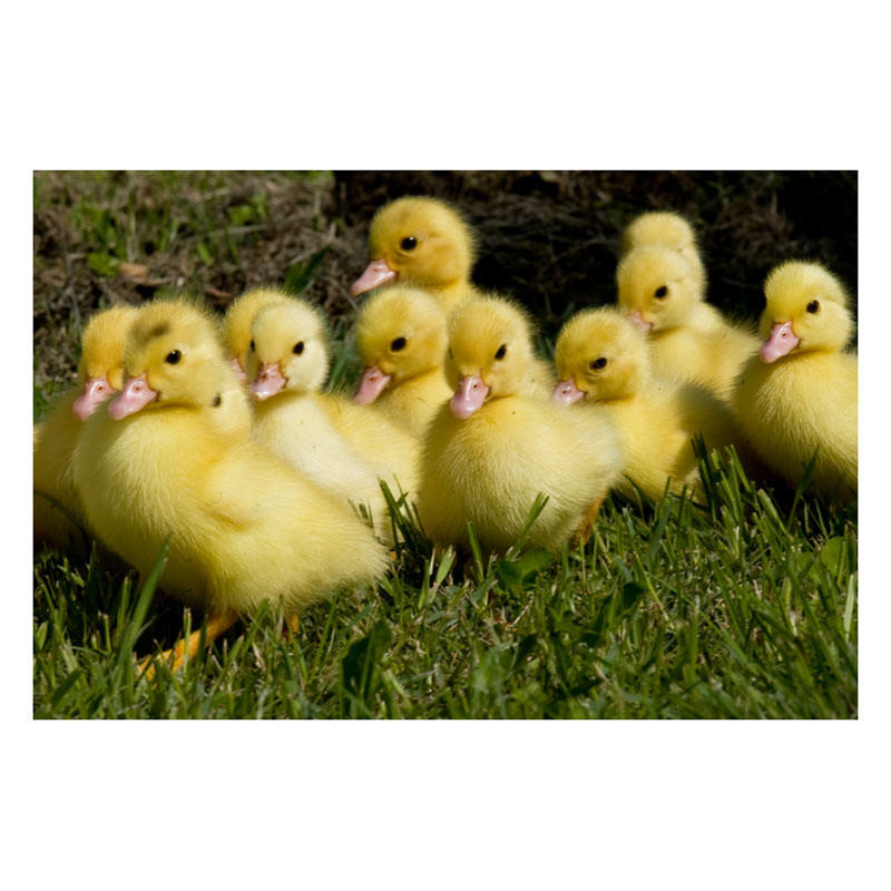Assorted Duck Eggs