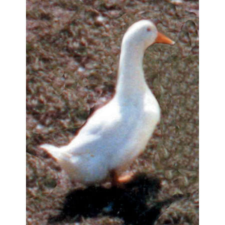 White Pekin Duck Eggs