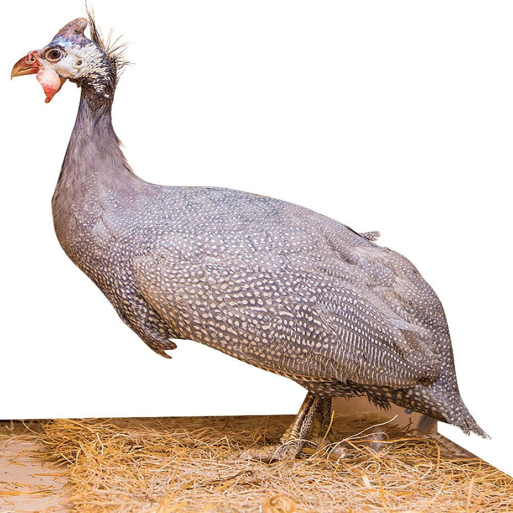 Lavender Guinea Eggs One Dozen