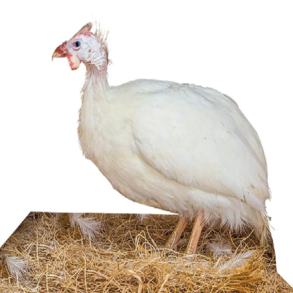 White African Guinea Eggs - One Dozen