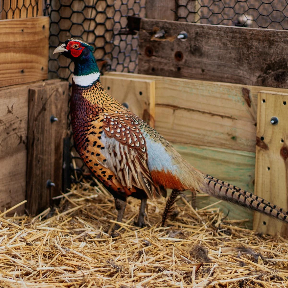 Chinese Ringneck Pheasant Hatching Eggs