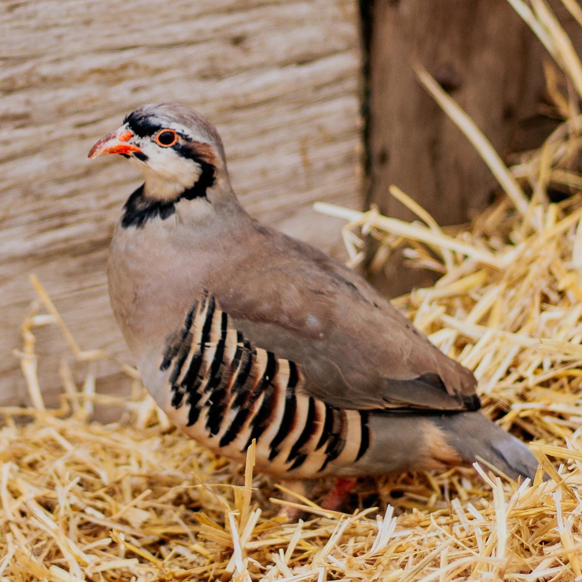 Chukar Partridge Pheasant Hatching Eggs