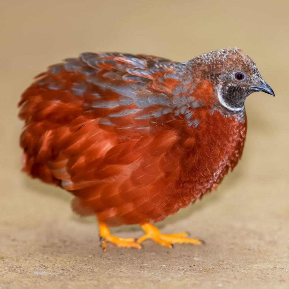 Tennessee Red Quail Eggs