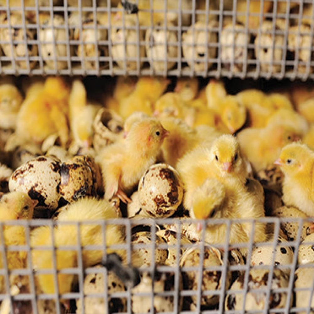 Coturnix Quail Assortment Eggs