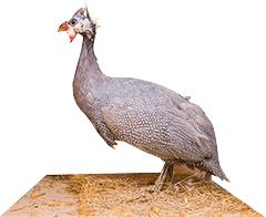 Lavender Keets